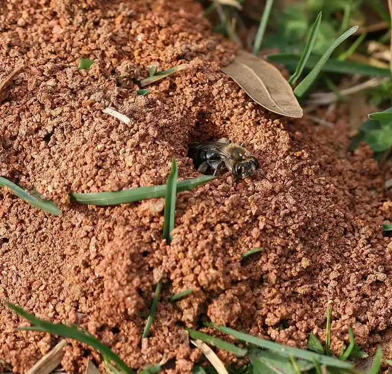 Build a Bug Habitat