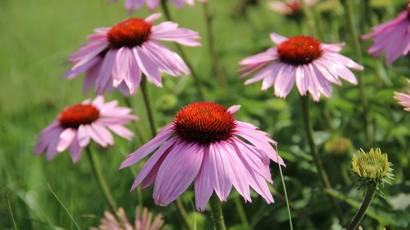 Coneflower