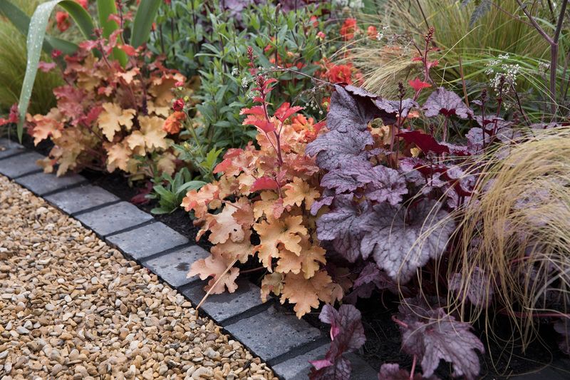 Heuchera