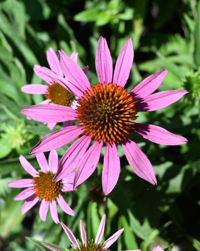 Coneflower