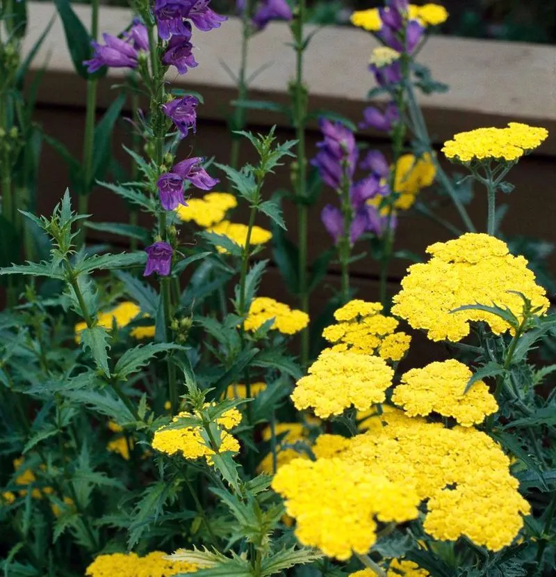 Yarrow