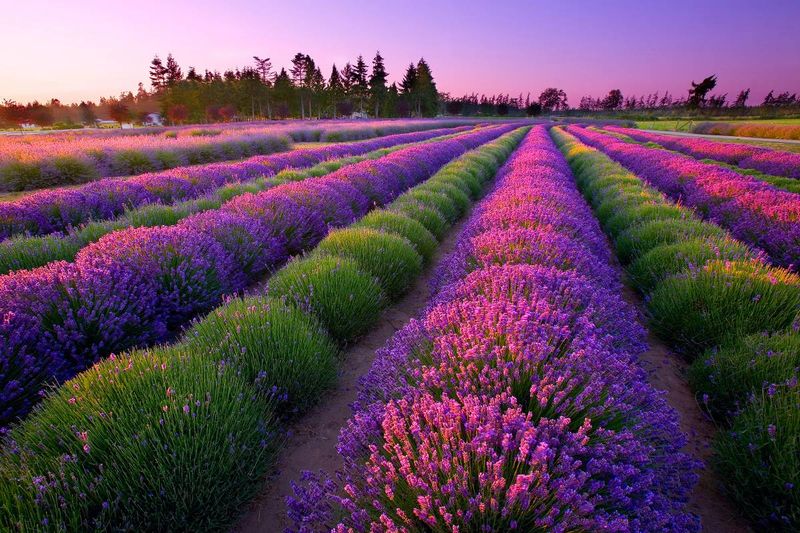 Lavender