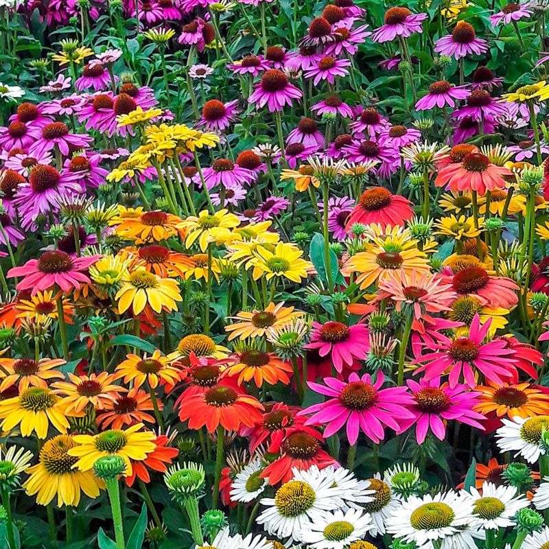 Coneflowers