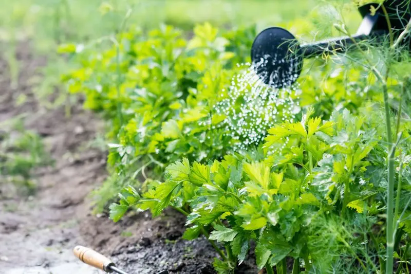 Consistent Watering Routine