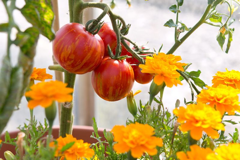 Companion Planting