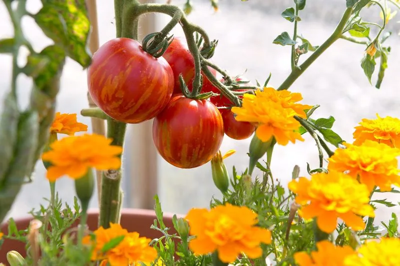 Companion Planting