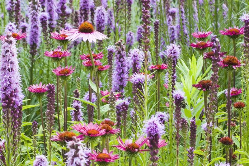 Low-Maintenance Perennials