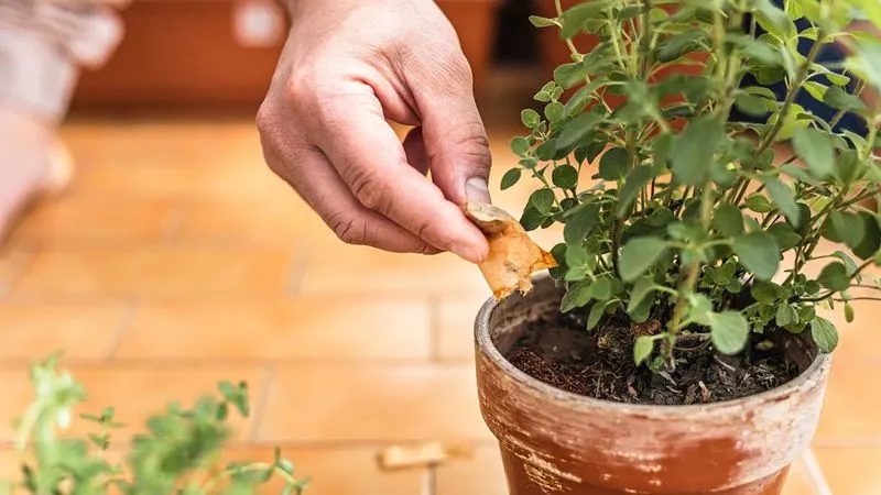 Container Plant Booster