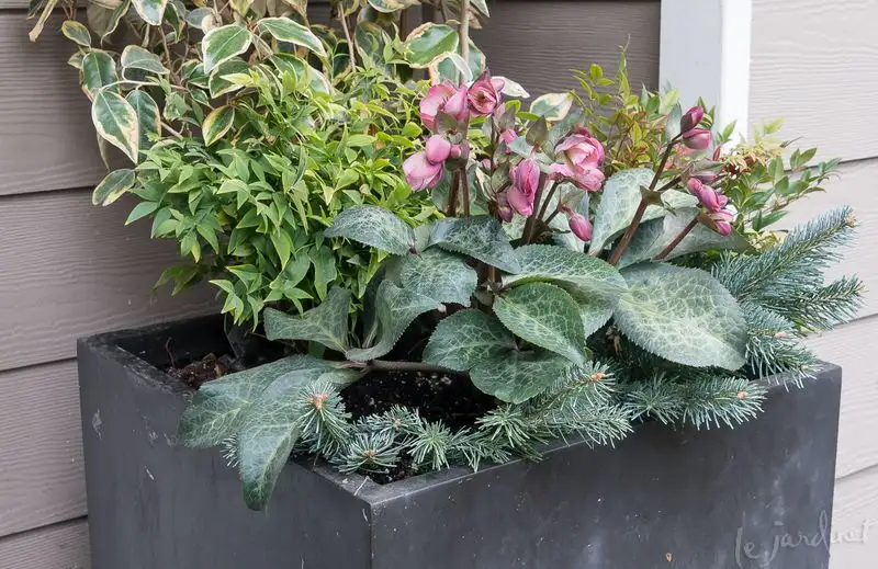 Container Plant Refresh