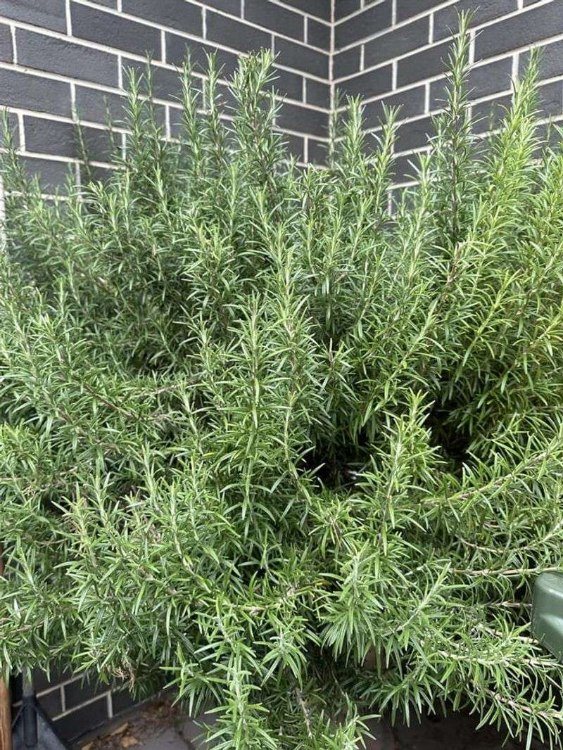 Excessive Fertilization