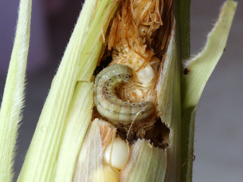 Control Pests Effectively
