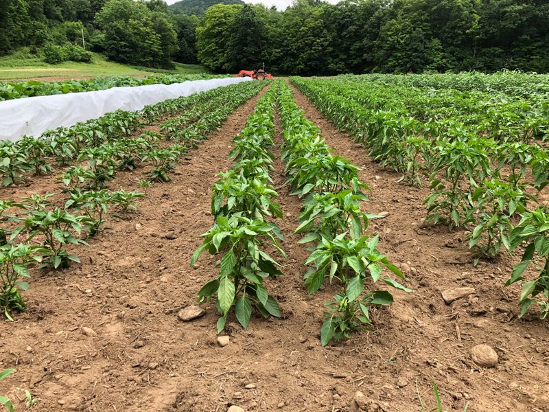Rotate Crops Annually