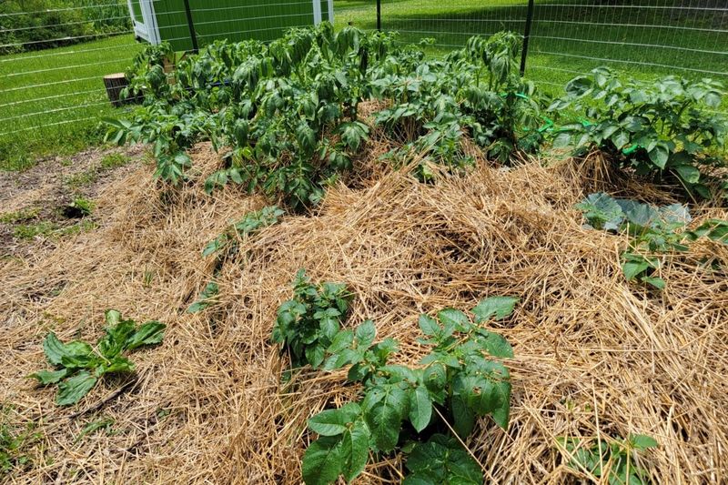 Control Weeds