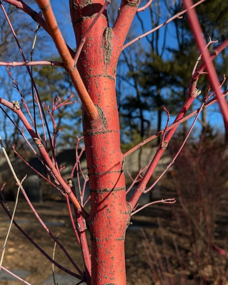 Coral Bark Maple