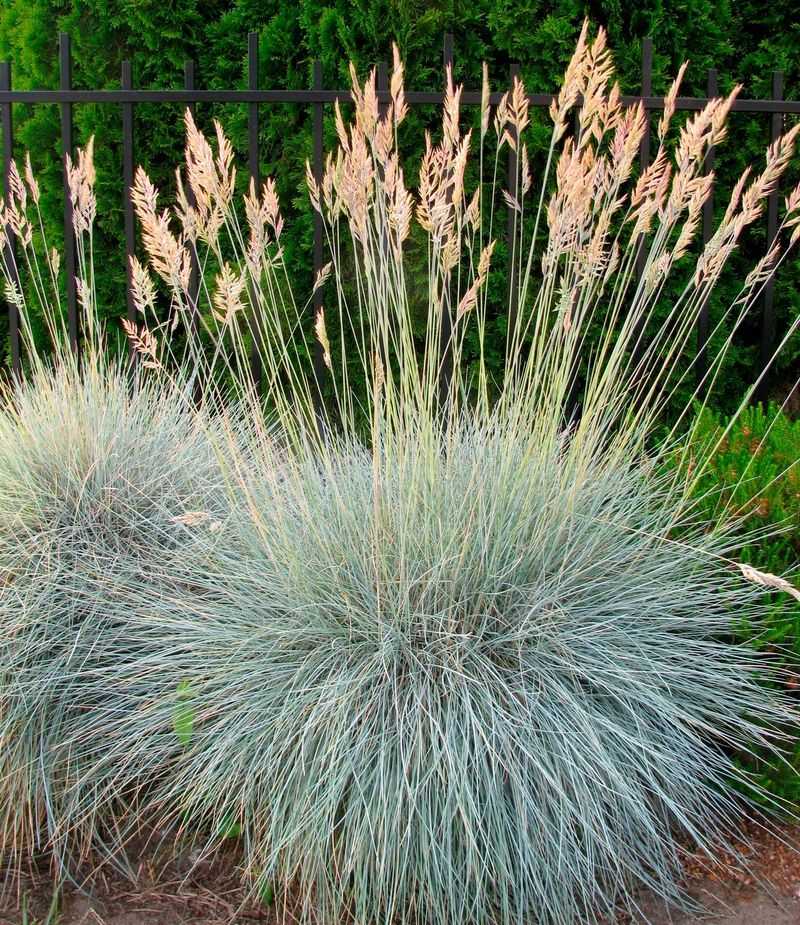Ornamental Grasses