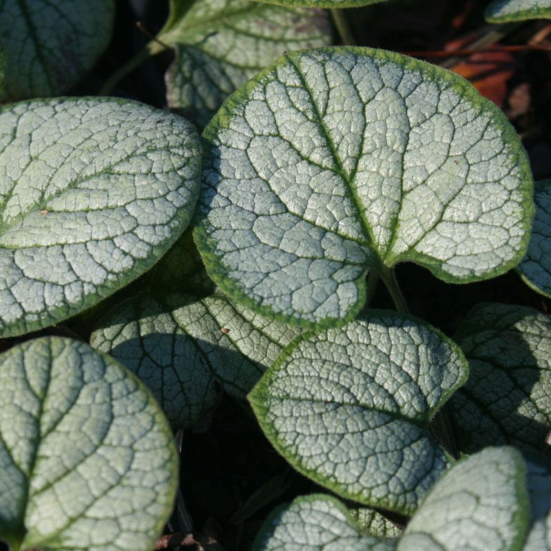 Siberian Bugloss