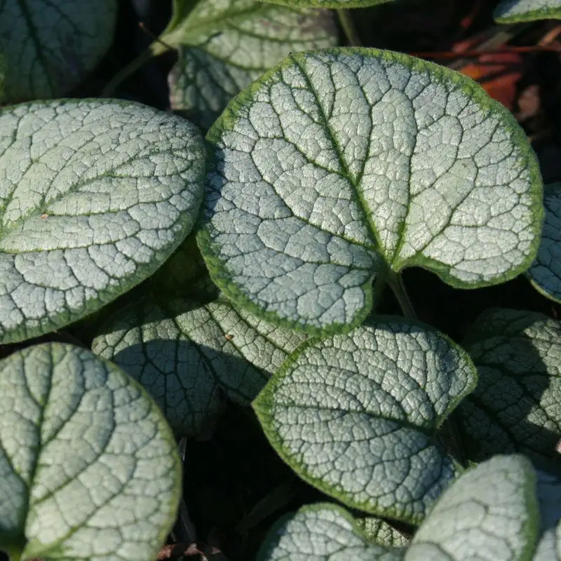 Siberian Bugloss