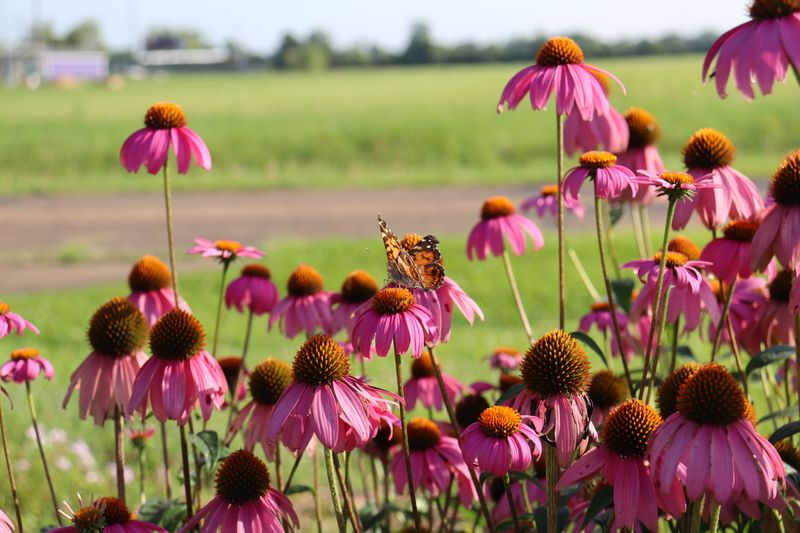 Coneflower