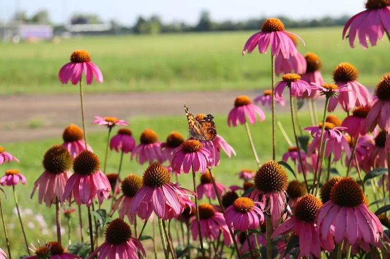 Coneflower
