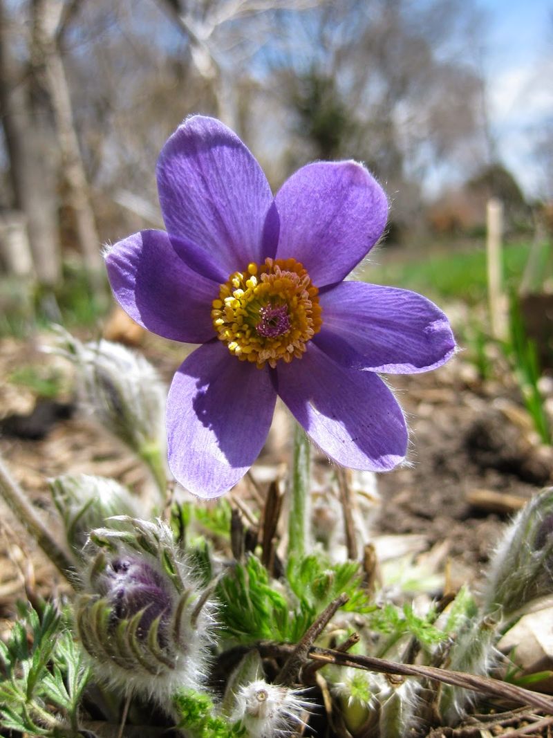 Pasque Flower (Pulsatilla vulgaris)