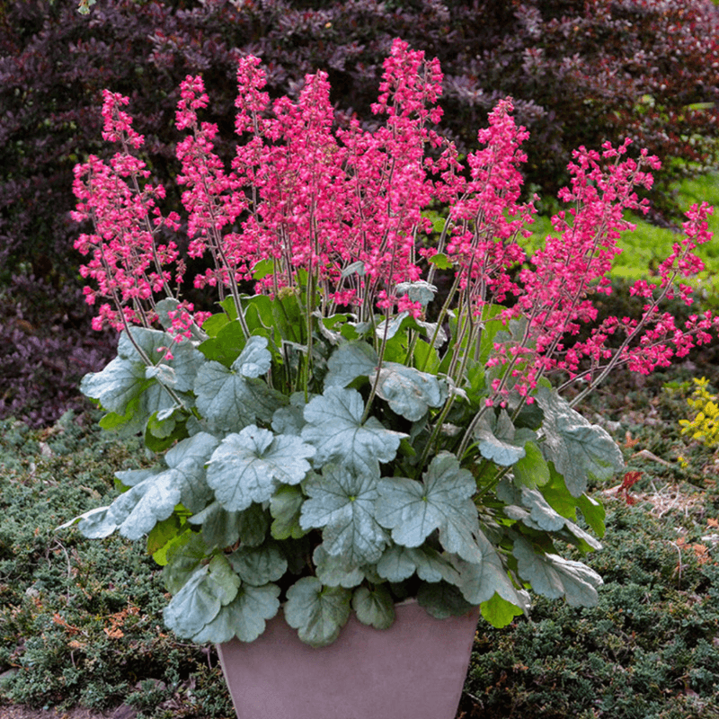 Coral Bells