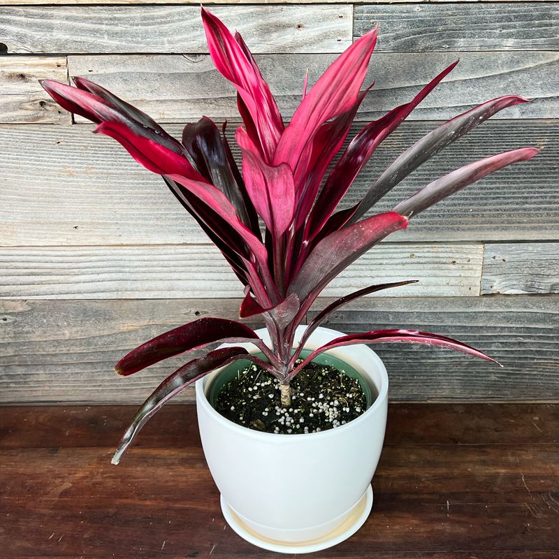 Cordyline