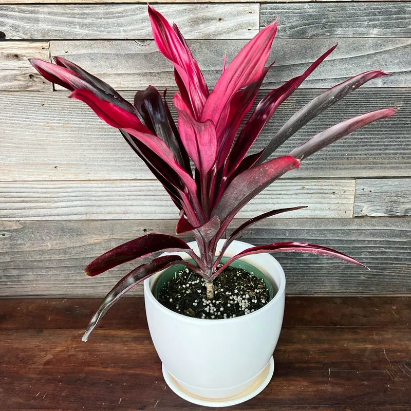 Cordyline