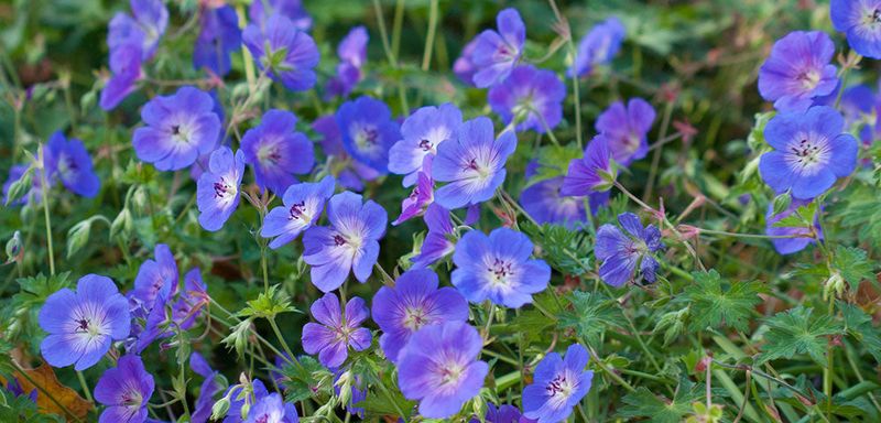 Perennial Geranium