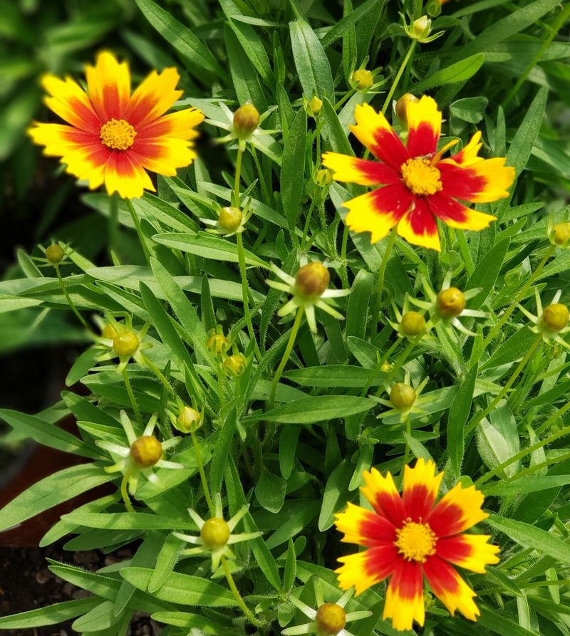Coreopsis