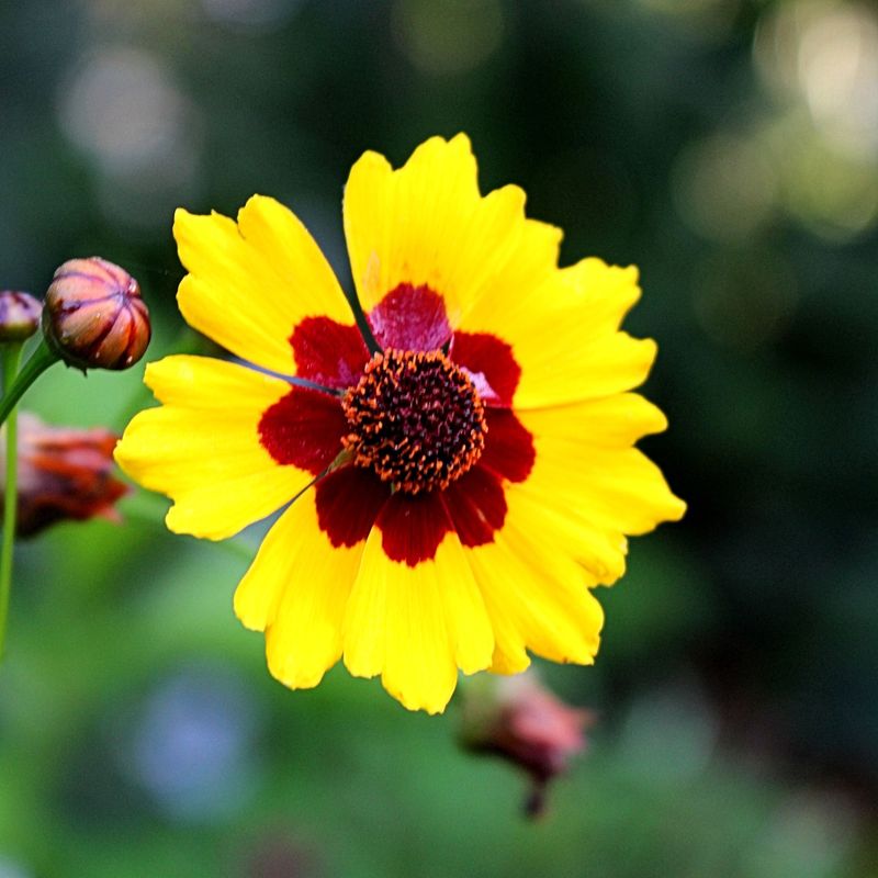 Coreopsis