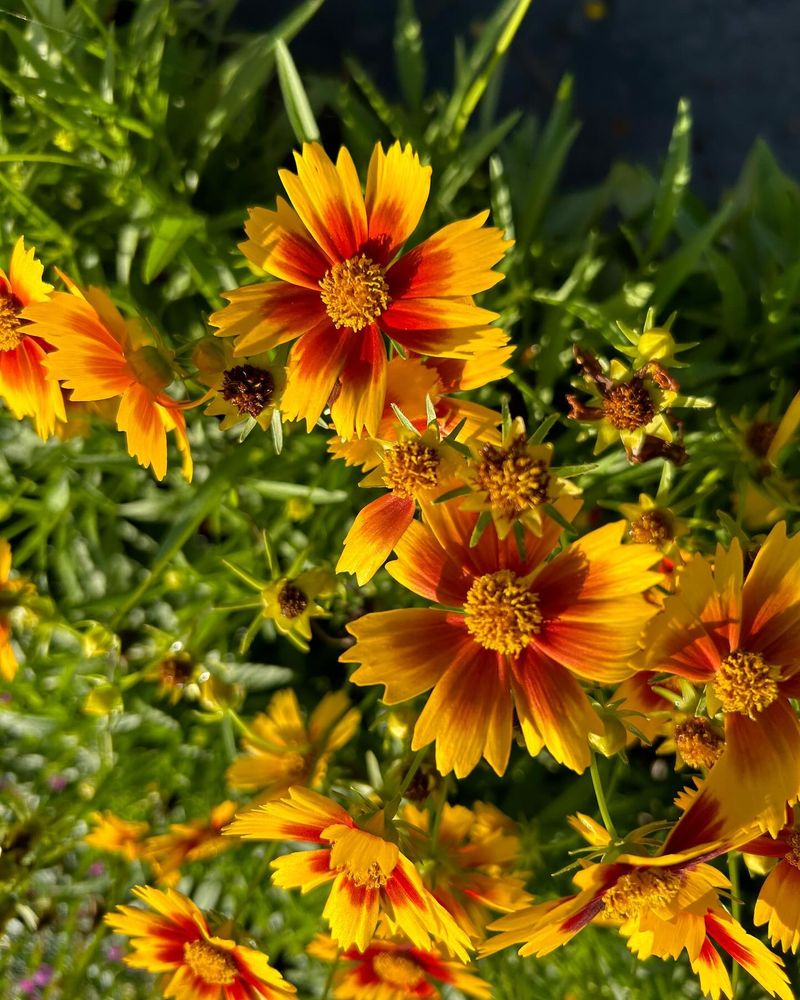 Coreopsis