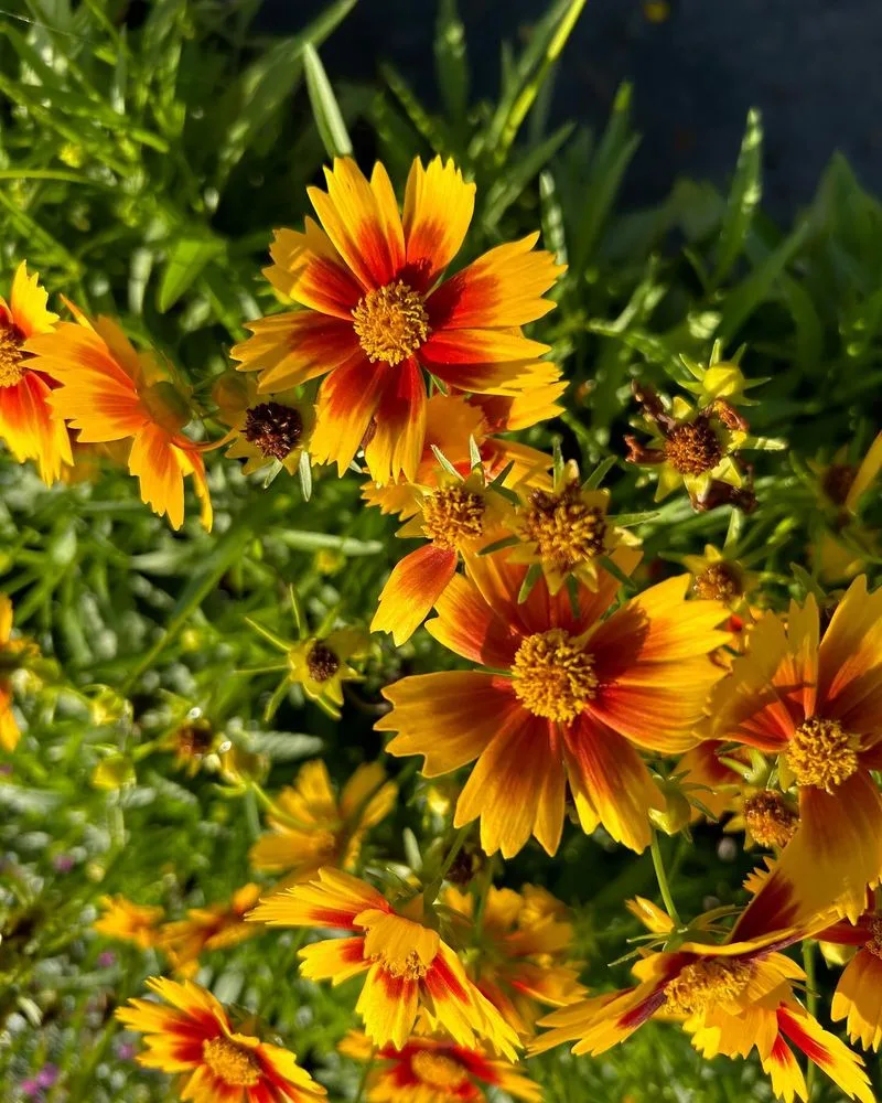 Coreopsis