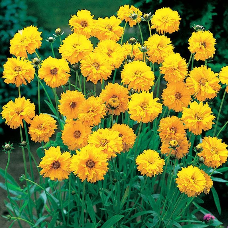 Coreopsis