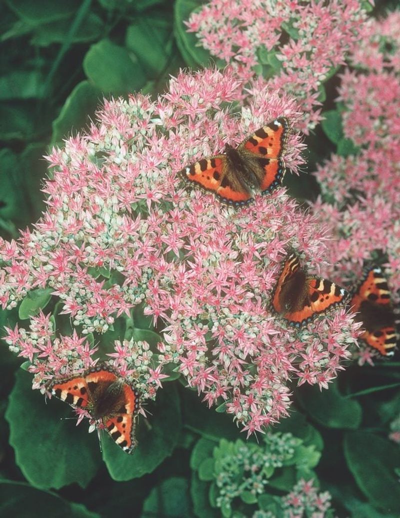 Sedum