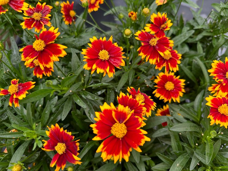 Coreopsis