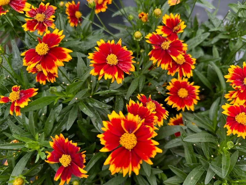 Coreopsis