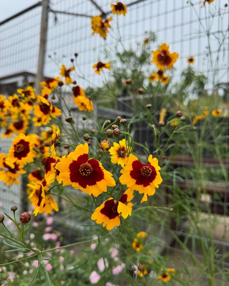 Coreopsis
