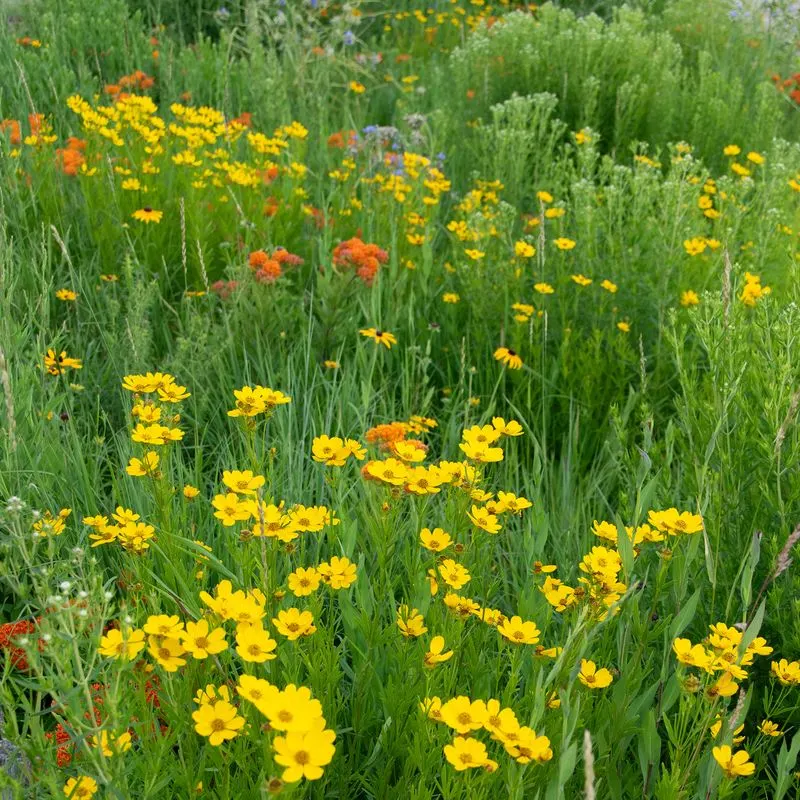 Coreopsis