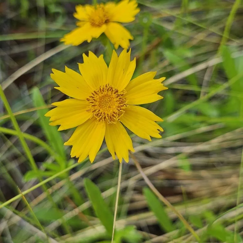 Coreopsis