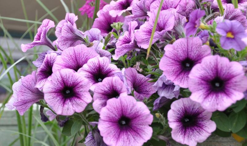 Petunia