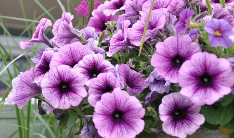 Petunia