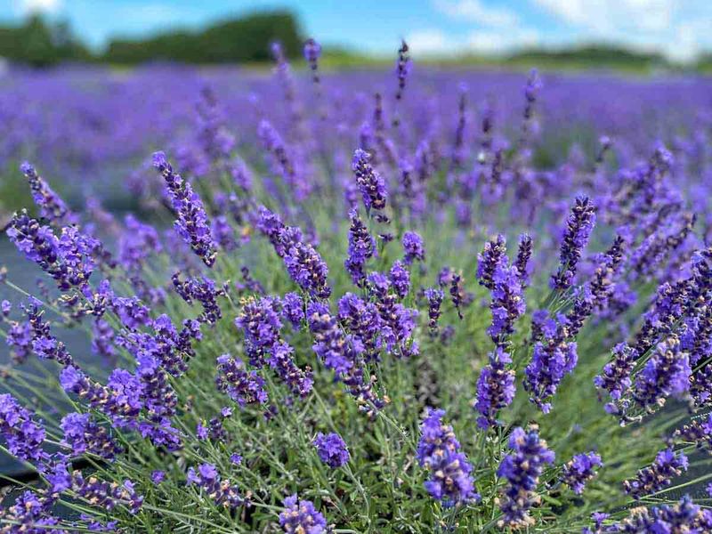 Lavender