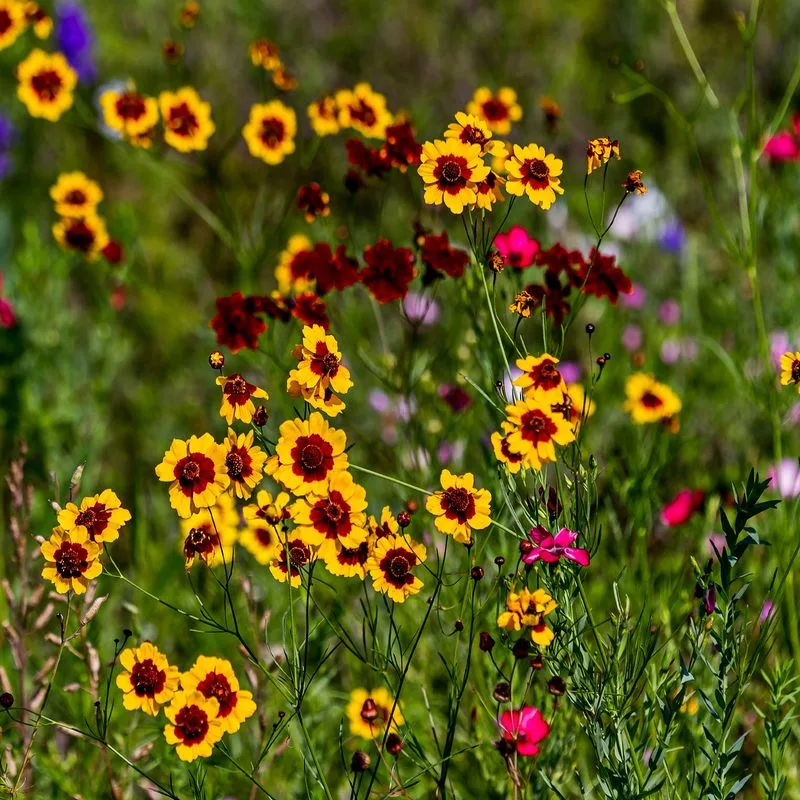 Coreopsis