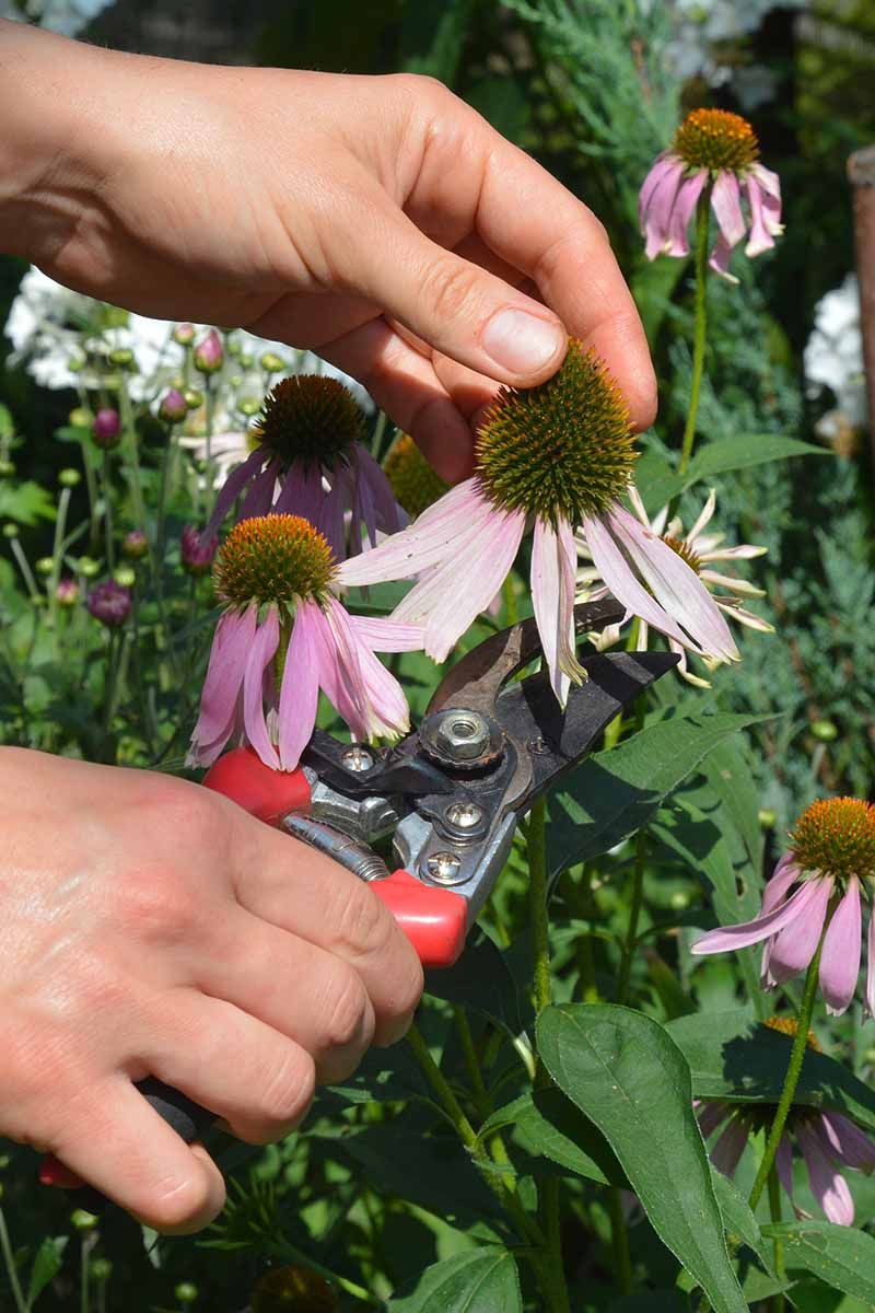Coneflower