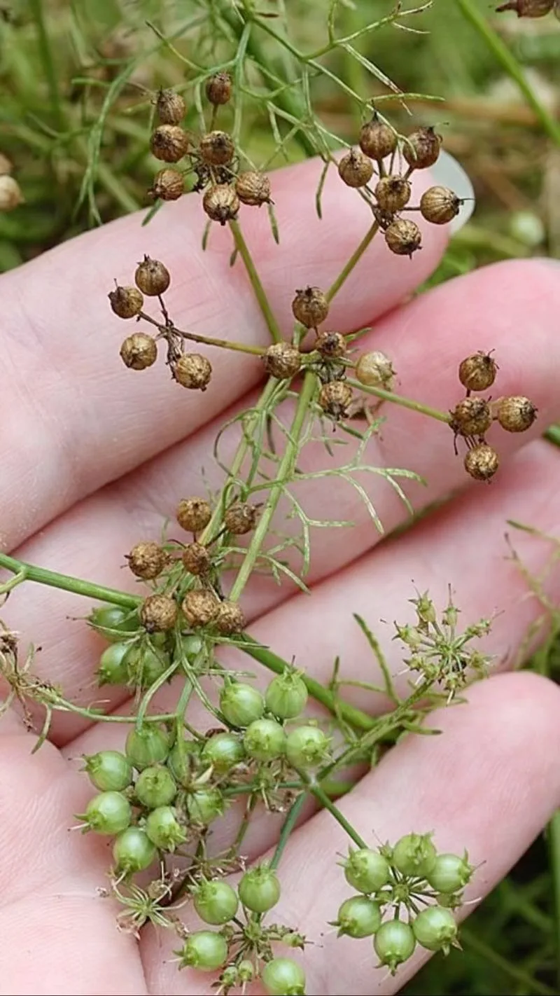 Coriander Seeds