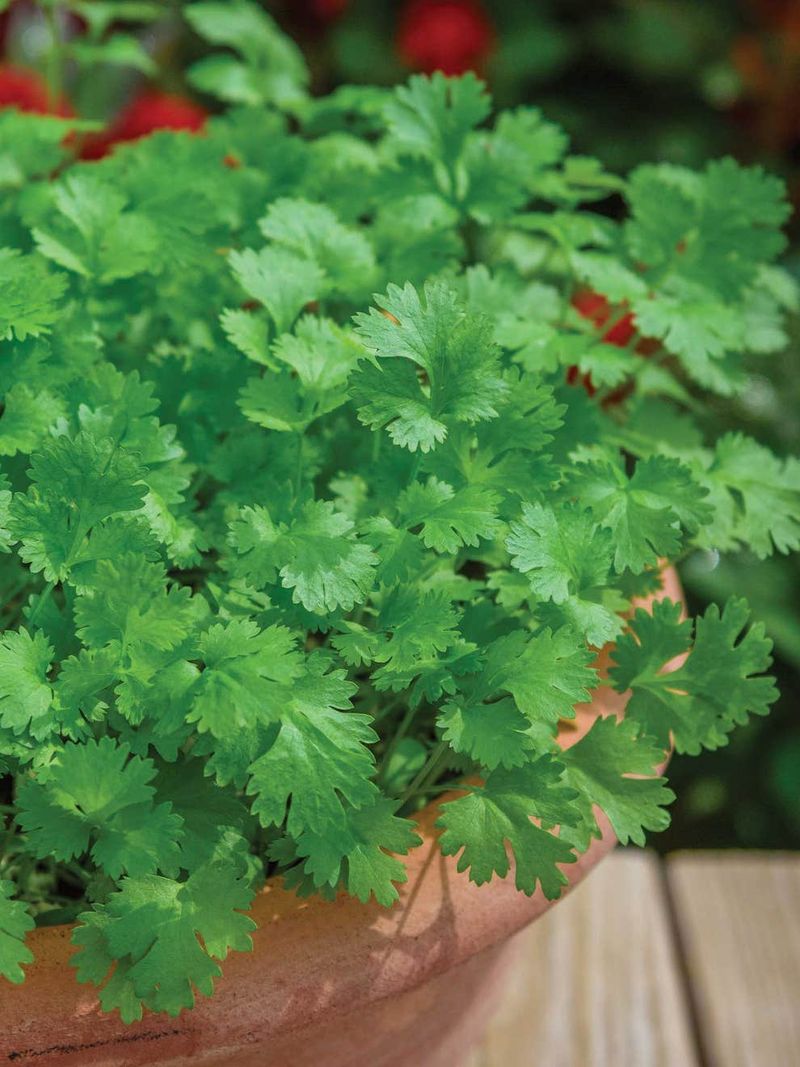 Coriander