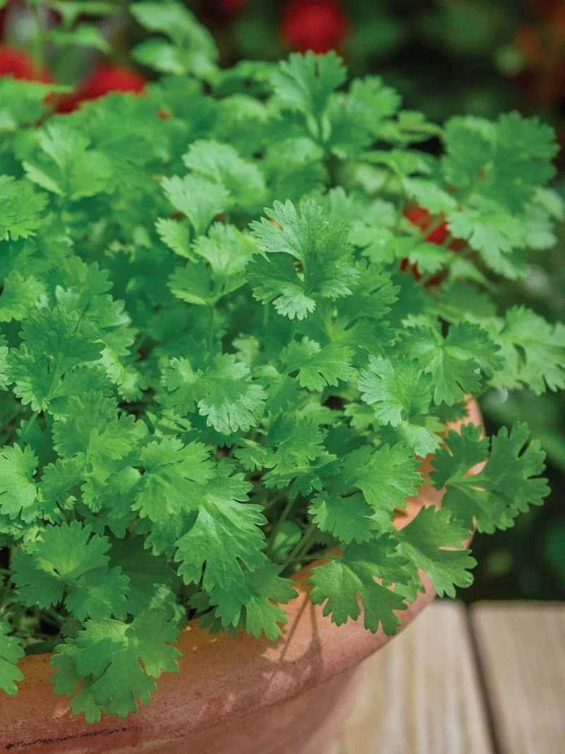 Coriander
