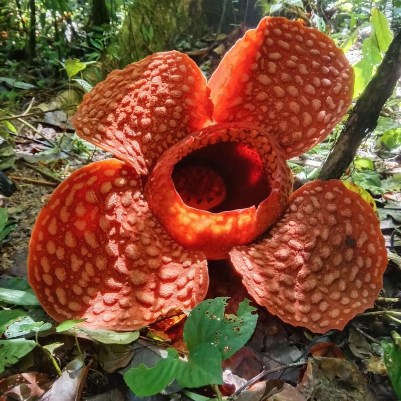 Rafflesia arnoldii