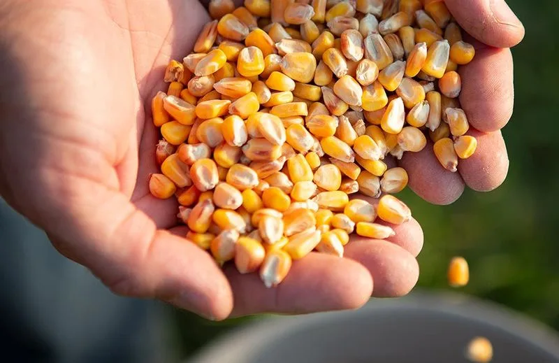Corn