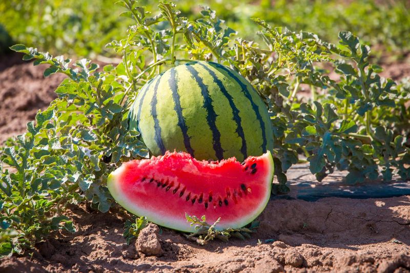 Melons